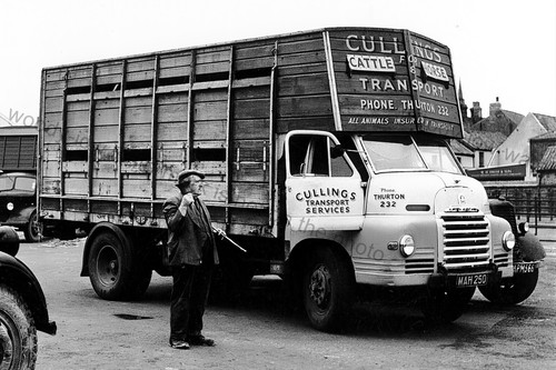 Cv327 cullins cattle - cv327,